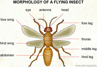 Insect  (Visual Dictionary)